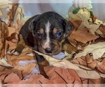 Puppy Benjamin Catahoula Leopard Dog