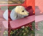Small Photo #7 Great Pyrenees Puppy For Sale in AGRA, OK, USA