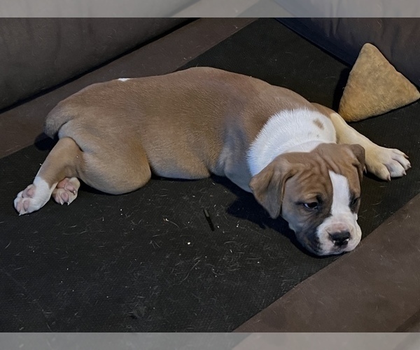 Medium Photo #7 American Bulldog Puppy For Sale in BONAIRE, GA, USA