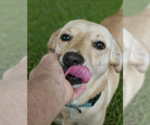 Small #3 Chihuahua-Labrador Retriever Mix