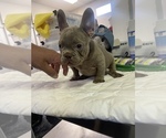Small Photo #2 French Bulldog Puppy For Sale in WEST HILLS, CA, USA