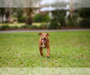 Hank - Male Mutt Dog for Adoption - Photo #5