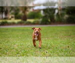 Small #4 Mutt