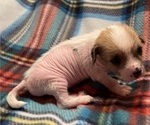 Small Photo #5 Chinese Crested Puppy For Sale in SOUTHERN PINES, NC, USA