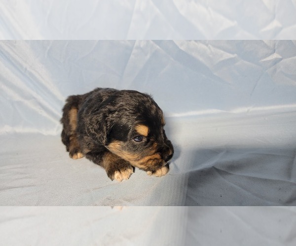 Medium Photo #8 Golden Mountain Dog Puppy For Sale in BLACK FOREST, CO, USA