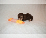 Small Photo #6 Dachshund Puppy For Sale in BENTON, AR, USA