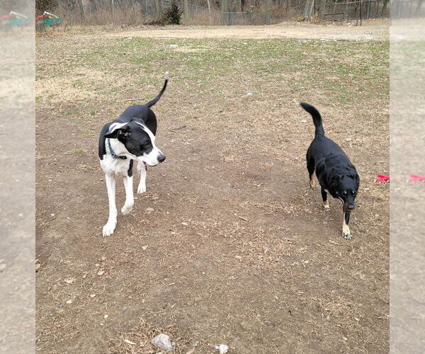Medium Photo #8 Great Dane-Unknown Mix Puppy For Sale in Bullard, TX, USA