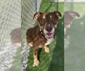 American Pit Bull Terrier Dogs for adoption in Evansville, IN, USA