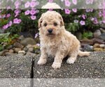 Puppy 2 Bichpoo