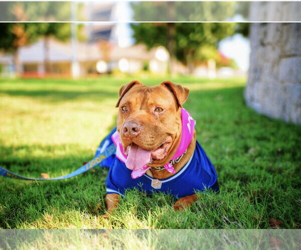 Medium Photo #2 American Pit Bull Terrier Puppy For Sale in Euless, TX, USA