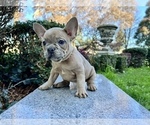 Small #145 French Bulldog