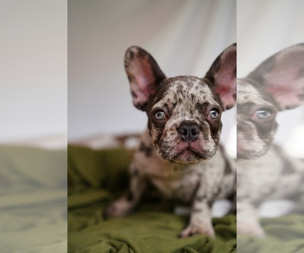 Full screen Photo #2 French Bulldog Puppy For Sale in SUWANEE, GA, USA