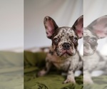 Small Photo #2 French Bulldog Puppy For Sale in SUWANEE, GA, USA