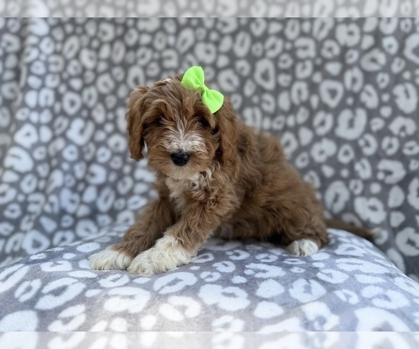 Medium Photo #2 Cavapoo (Miniature) Puppy For Sale in LAKELAND, FL, USA