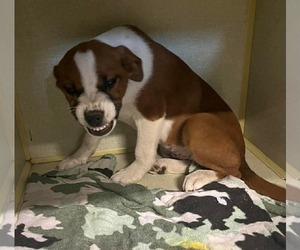 Border Collie-Boxer Mix Dogs for adoption in Overland Park, KS, USA