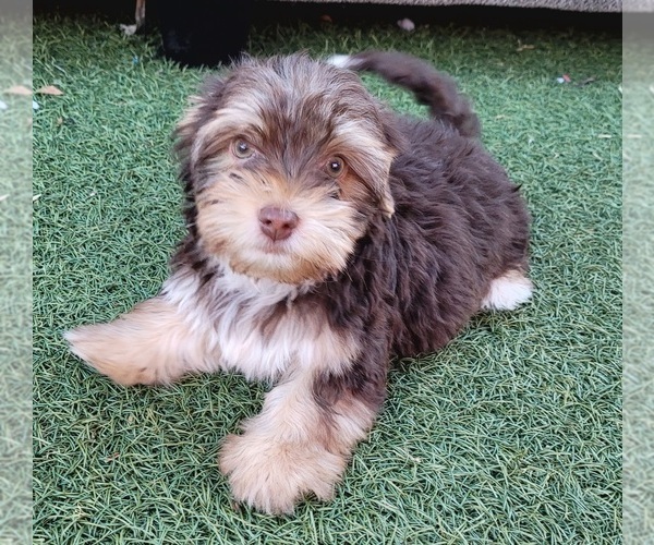 Medium Photo #3 Shorkie Tzu Puppy For Sale in LAKESIDE, CA, USA