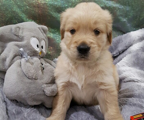 Medium Photo #7 Golden Retriever Puppy For Sale in GANADO, TX, USA