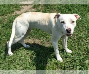American Pit Bull Terrier-Unknown Mix Dogs for adoption in Melrose, FL, USA