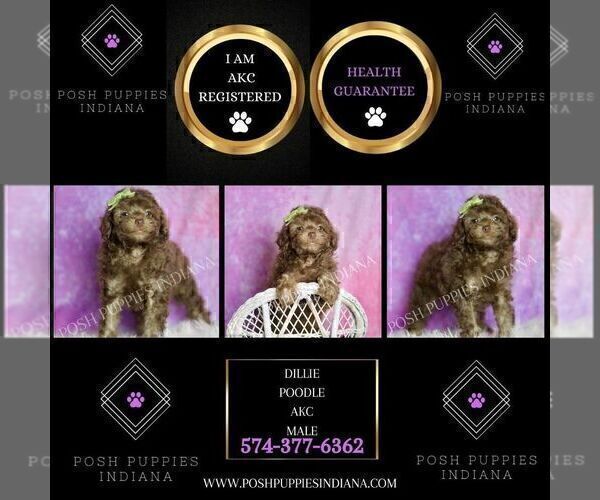 Medium Photo #124 Poodle (Miniature) Puppy For Sale in WARSAW, IN, USA