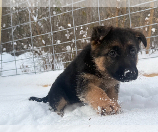 Medium Photo #10 German Shepherd Dog Puppy For Sale in MINNETONKA, MN, USA