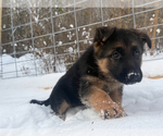 Small #9 German Shepherd Dog