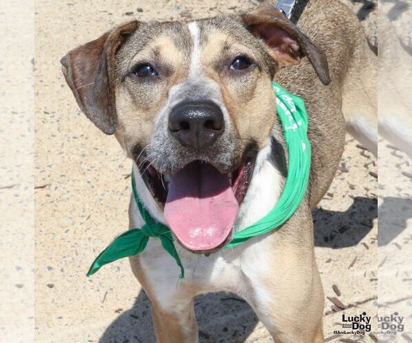 Medium Photo #5 Mutt Puppy For Sale in Washington, DC, USA