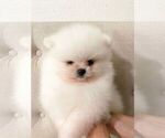 Small Photo #3 Pomeranian Puppy For Sale in CHULA VISTA, CA, USA