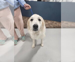 Great Pyrenees Dogs for adoption in Temple, TX, USA