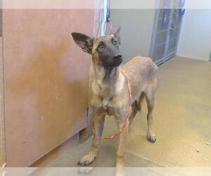 Mutt Dogs for adoption in Sacramento, CA, USA