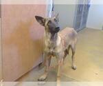 *KIRSTY - Female Mutt Dog for Adoption - Small photo