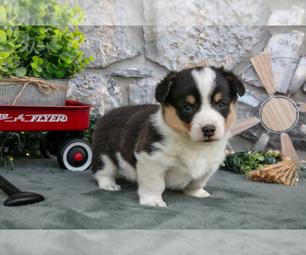 Medium Photo #2 Pembroke Welsh Corgi Puppy For Sale in LEOLA, PA, USA