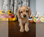 Small #22 Cocker Spaniel