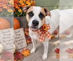 Small Photo #2 Labrador Retriever-Red Heeler Mix Puppy For Sale in Mt. Laurel, NJ, USA