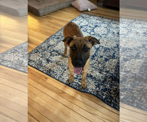 Medium Photo #9 Mutt Puppy For Sale in Minneapolis, MN, USA