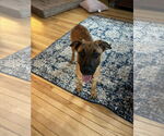Small #8 Mutt