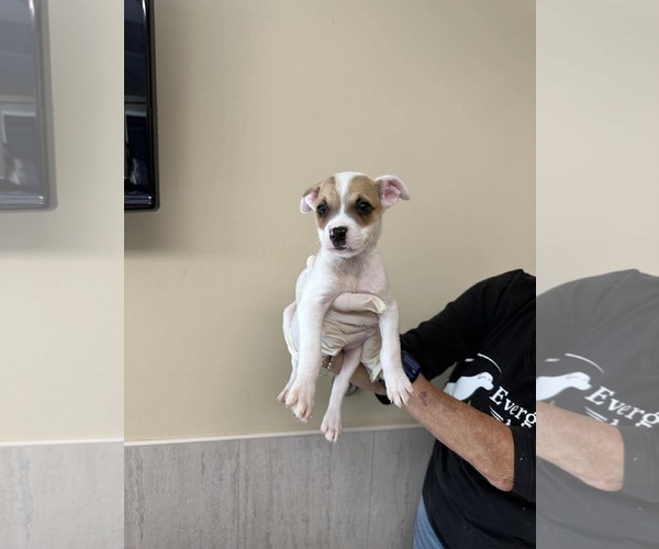 Medium Photo #1 Boxer-Unknown Mix Puppy For Sale in Pompano Beach , FL, USA