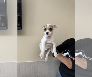 Boxer-Unknown Mix Dogs for adoption in Pompano Beach , FL, USA