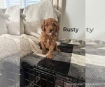 Puppy Rusty Goldendoodle (Miniature)