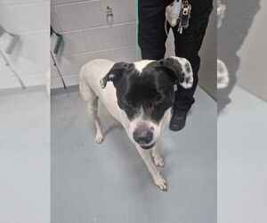 Labrador Retriever-Unknown Mix Dogs for adoption in St. Cloud, FL, USA