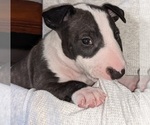 Small Photo #4 Bull Terrier Puppy For Sale in FAYETTEVILLE, NC, USA