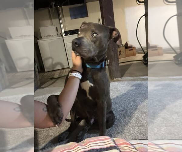 Medium Photo #2 American Pit Bull Terrier Puppy For Sale in St. Cloud, MN, USA