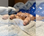 Small #16 Goldendoodle (Miniature)