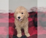 Small #4 Goldendoodle