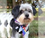 Small #2 Shih Tzu