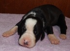 Small Photo #5 Great Dane Puppy For Sale in SPRAGGS, PA, USA
