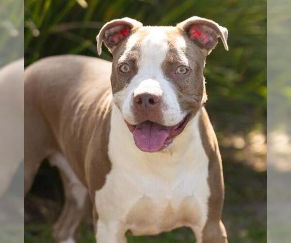 Medium Photo #1 Mutt Puppy For Sale in Camarillo, CA, USA