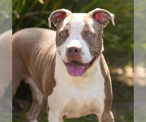 Mutt Dogs for adoption in Camarillo, CA, USA