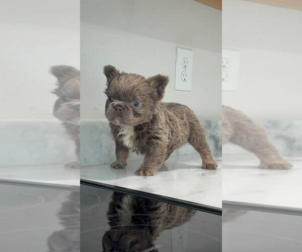 Medium Photo #1 French Bulldog Puppy For Sale in SARASOTA, FL, USA