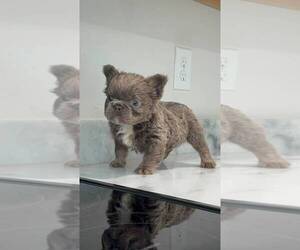 French Bulldog Puppy for Sale in SARASOTA, Florida USA