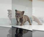 Milo - Male French Bulldog Puppy for Sale - Small photo